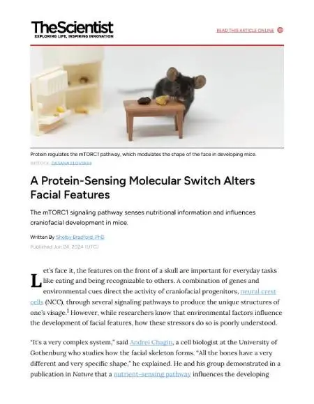 A Protein-Sensing Molecular Switch Alters Facial Features